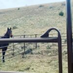 Aimee Garcia Instagram - Bison, bald eagles, horses, lakes, mountains & beavers?! Montana you are stunning 💥🐴🦅 PS. Yes I rolled up the window faster than you can say “french fries” 🙄