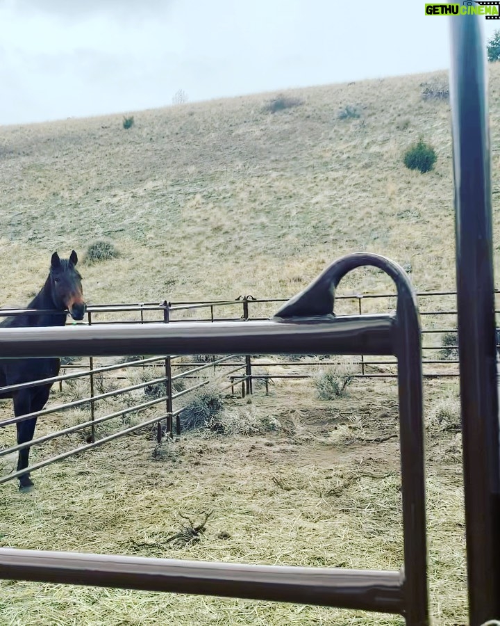 Aimee Garcia Instagram - Bison, bald eagles, horses, lakes, mountains & beavers?! Montana you are stunning 💥🐴🦅 PS. Yes I rolled up the window faster than you can say “french fries” 🙄