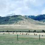 Aimee Garcia Instagram - Bison, bald eagles, horses, lakes, mountains & beavers?! Montana you are stunning 💥🐴🦅 PS. Yes I rolled up the window faster than you can say “french fries” 🙄