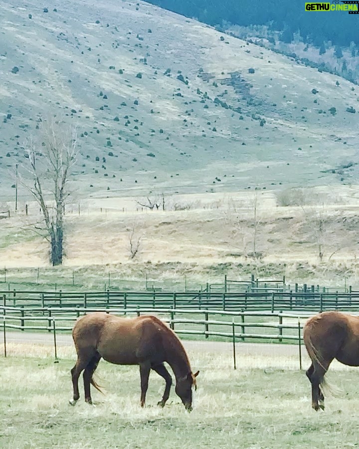 Aimee Garcia Instagram - Bison, bald eagles, horses, lakes, mountains & beavers?! Montana you are stunning 💥🐴🦅 PS. Yes I rolled up the window faster than you can say “french fries” 🙄