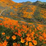 Aimee Garcia Instagram - Our planet is beautiful ... let’s keep it that way 🧡 #California #poppyfields #NaturalBeauty Lake Elsinore, California