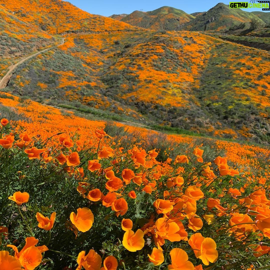 Aimee Garcia Instagram - Our planet is beautiful ... let’s keep it that way 🧡 #California #poppyfields #NaturalBeauty Lake Elsinore, California