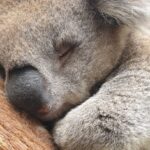 Aimee Garcia Instagram – Wildlife, arcades, street art & breathtaking views … Melbourne you have my heart 💙🐨🌏 Healesville Sanctuary