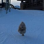 Alexandra Cooper Instagram – Although I have no pictures to prove it, I promise I skied