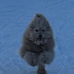 Alexandra Cooper Instagram – Although I have no pictures to prove it, I promise I skied
