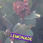 Alexis Nikole Nelson Instagram - FREE LEMONADE ft. @chaoticforager who happened to be in LA at the same time!! Malibu, California