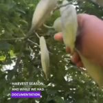 Alexis Nikole Nelson Instagram - A lil chat about the future (and past and present) of food, ft the big boi beans of Kentucky Coffee Tree! @foragerchef’s blog post on them is SUCH a good read!! Thanks for bringing this new old food to so many of us, Alan!! Columbus, Ohio