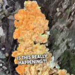 Alexis Nikole Nelson Instagram - We finally got a decent amount of rain in Ohio so I’m FINALLY FINDING MUSHROOMS YAY YAY YAY