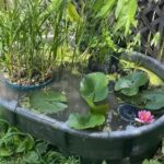 Alexis Nikole Nelson Instagram - I get LOTS of great questions about my backyard mini pond, so I decided to make a video!! This fall I’m planning on adding a lil soil ramp so next spring amphibians hopefully stop by!! Columbus, Ohio