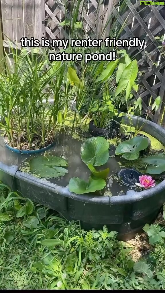 Alexis Nikole Nelson Instagram - I get LOTS of great questions about my backyard mini pond, so I decided to make a video!! This fall I’m planning on adding a lil soil ramp so next spring amphibians hopefully stop by!! Columbus, Ohio