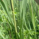 Alexis Nikole Nelson Instagram - SWAMP DOGS - the immature male cattail flowers! You’ve met the FORBIDDEN GLIZZY, so I guess that makes this… the… BIDDEN GLIZZY?? 🌝🌭 I love how so much of cattails taste like CORN 🌽 Mid-Coast Maine
