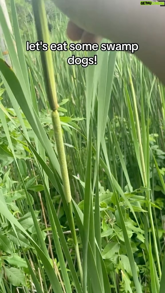 Alexis Nikole Nelson Instagram - SWAMP DOGS - the immature male cattail flowers! You’ve met the FORBIDDEN GLIZZY, so I guess that makes this… the… BIDDEN GLIZZY?? 🌝🌭 I love how so much of cattails taste like CORN 🌽 Mid-Coast Maine