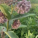 Alexis Nikole Nelson Instagram - The edible milkweeds! COMMON! SHOWY! SWAMP! POKE (milkweed, not pokeweed which… also edible sometimes but that’s a whole other story 🤣) Also I referenced @linda.black.elk and @johnnykyunghwo ! Columbus, Ohio