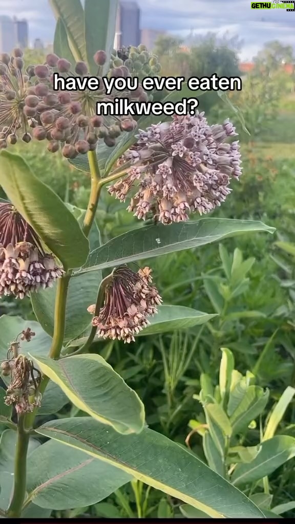 Alexis Nikole Nelson Instagram - The edible milkweeds! COMMON! SHOWY! SWAMP! POKE (milkweed, not pokeweed which… also edible sometimes but that’s a whole other story 🤣) Also I referenced @linda.black.elk and @johnnykyunghwo ! Columbus, Ohio