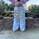 Alexis Nikole Nelson Instagram - PRICKLY PEARS (aka TUNAS) are a tasty but DANGER-LADEN SNACK 🌵💖