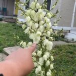 Alexis Nikole Nelson Instagram - YUCCA (not YUCA aka Cassava!) FLOWER TIME
