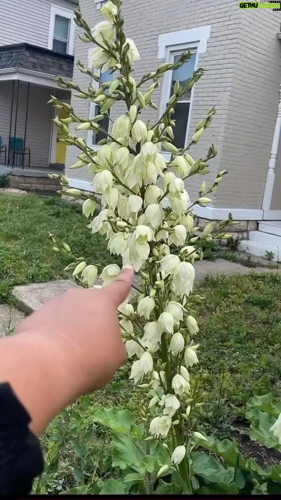 Alexis Nikole Nelson Instagram - YUCCA (not YUCA aka Cassava!) FLOWER TIME