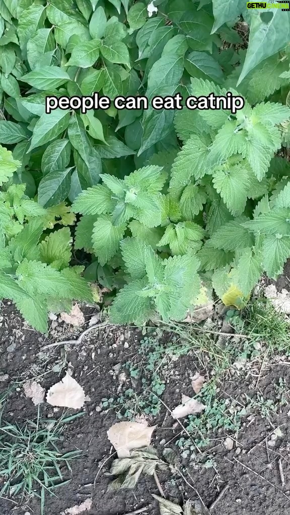 Alexis Nikole Nelson Instagram - CATNIP! Nepeta cataria! 😻