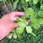 Alexis Nikole Nelson Instagram - Found in 48 states! Popular ground cover! Weirdly pick about getting pollenated! Rhus aromatica!