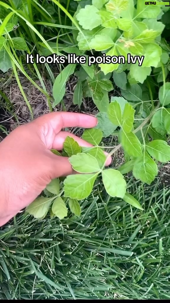 Alexis Nikole Nelson Instagram - Found in 48 states! Popular ground cover! Weirdly pick about getting pollenated! Rhus aromatica!