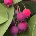Alexis Nikole Nelson Instagram - IT IS TIME. AMELANCHIER TIME.