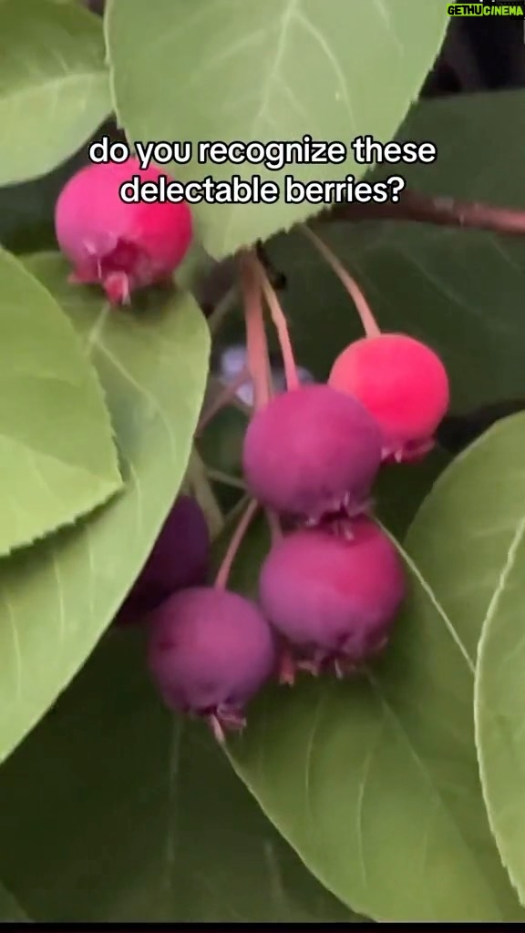 Alexis Nikole Nelson Instagram - IT IS TIME. AMELANCHIER TIME.