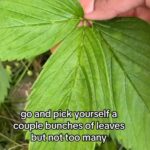 Alexis Nikole Nelson Instagram - Strawberry Leaf Tea!! (And you can use this process on SO MANY TYPES OF LEAVEs! Blueberry, raspberry, blackberry, wineberry, salmonberry, serviceberry…)