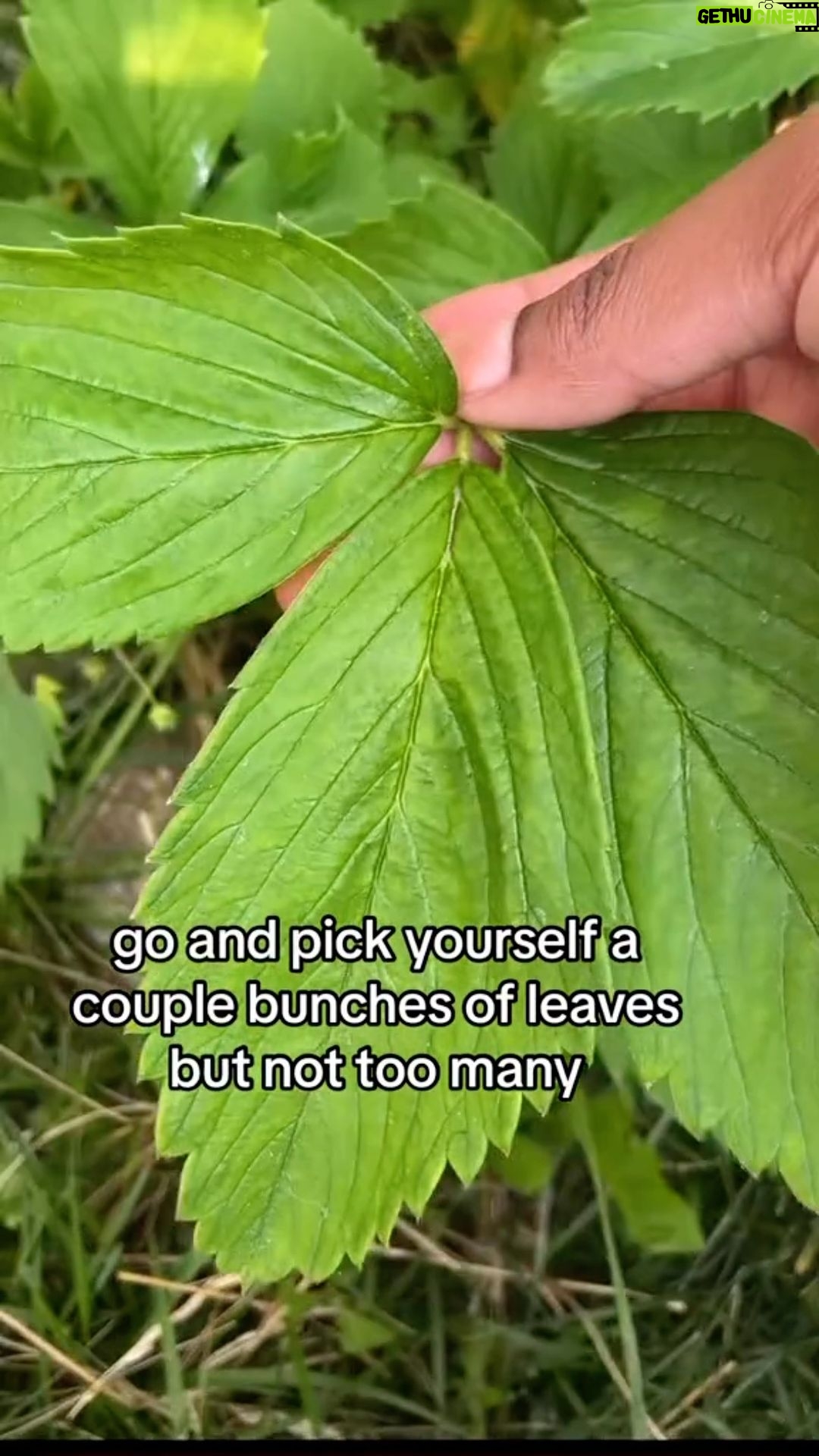 Alexis Nikole Nelson Instagram - Strawberry Leaf Tea!! (And you can use this process on SO MANY TYPES OF LEAVEs! Blueberry, raspberry, blackberry, wineberry, salmonberry, serviceberry…)