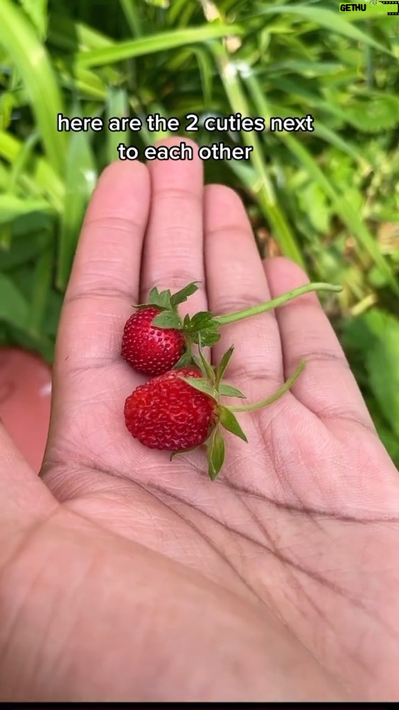 Alexis Nikole Nelson Instagram - MOCK STRAWBERRY (Potentilla indica) VS REAL STRAWBERRY (Fragaria sp.) 🍓