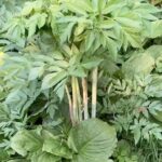 Alexis Nikole Nelson Instagram - ANGELICA! The answer to “what if celery was sweet and had a baby with the best carrot you’ve ever eaten, with the tiniest dash of anise?” 🤣 but for the love of all thing BRIGHT AND BEAUTIFUL don’t confuse it with Water Hemlock, Cicuta maculata!! And if you’re not in my region, worry not! There are like NINETY members of the Angelica genus around the world, so you may have one near you!
