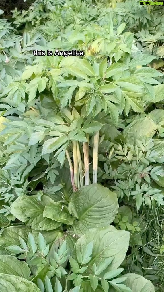 Alexis Nikole Nelson Instagram - ANGELICA! The answer to “what if celery was sweet and had a baby with the best carrot you’ve ever eaten, with the tiniest dash of anise?” 🤣 but for the love of all thing BRIGHT AND BEAUTIFUL don’t confuse it with Water Hemlock, Cicuta maculata!! And if you’re not in my region, worry not! There are like NINETY members of the Angelica genus around the world, so you may have one near you!