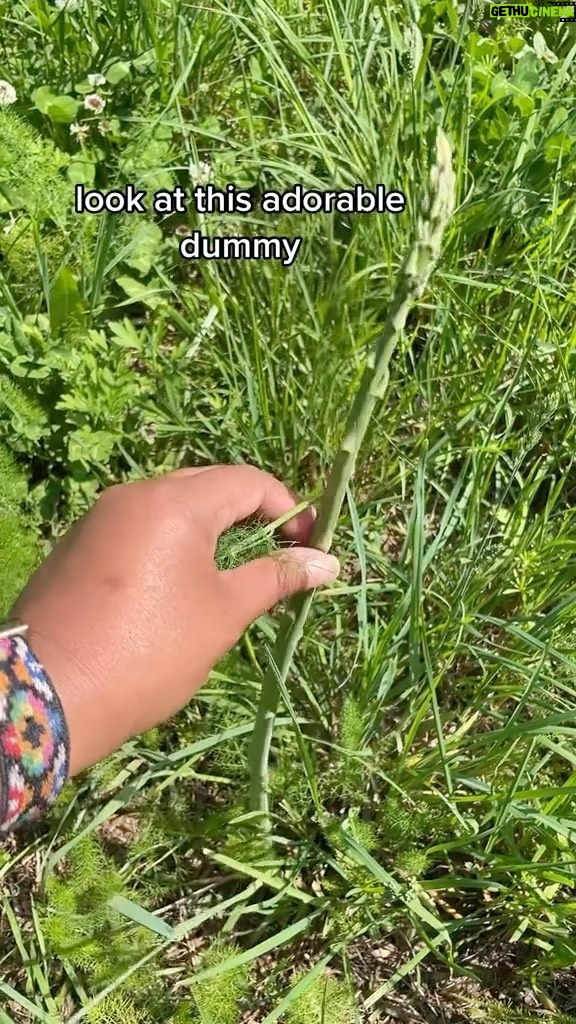 Alexis Nikole Nelson Instagram - FERAL ASPARAGUS SEASON (because it’s not wild here in the US… it’s just escaped someone’s garden or farm 🤣)