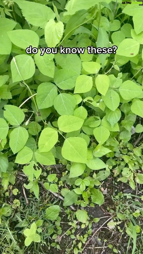 Alexis Nikole Nelson Instagram - MOUSE BEANS aka amphicarpaea bracteata!! And a lil side of history having to do with its common name! (Eternal shoutout to @linda.black.elk and also to @jongraz for his GENIUS brain that put mouse beans and FOOTLOOSE together 🤣)