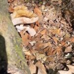 Alexis Nikole Nelson Instagram - Deer Mushrooms! Because morels aren’t the only fun, edible fungi this time of year!!