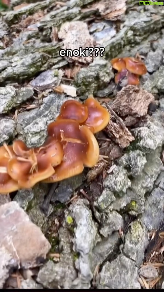 Alexis Nikole Nelson Instagram - Enoki (flammulina veluptipes) is usually a winter mushroom for us, but the weather has been KINDA BROKEN so???? 😅