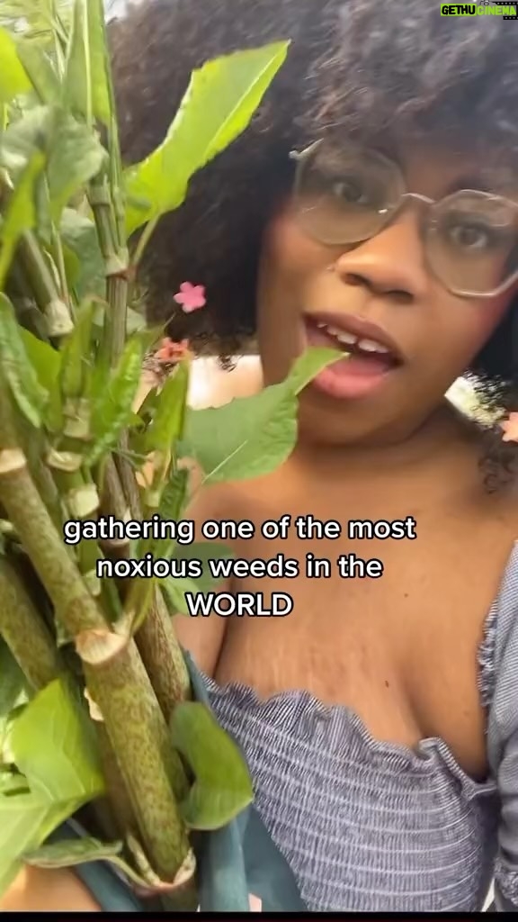 Alexis Nikole Nelson Instagram - EAT YOU WEEDS: ASMR EDITION 🤣 Reynoutria japonica, more commonly known as Japanese Knotweed is a VORACIOUS and TENACIOUS dude, who is famously hard to get rid of once they’re comfy. They have a tendency to choke out native species along our creeks here in Cbus, so I make a point of harvesting all I see when I come across stands of it! Some loving warnings! If you gather knotweed, be careful not to drop any, as it could start a new plant! Also if you’re going to toss any after cooking, make sure it’s been thoroughly cooks before throwing it away (for the same reason!! They’re tough guys!)