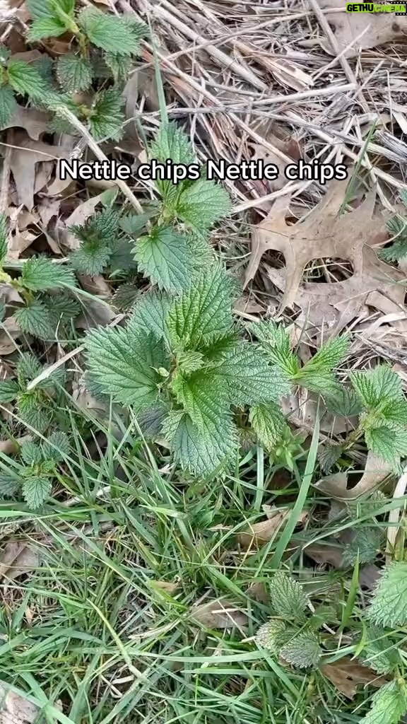 Alexis Nikole Nelson Instagram - STINGING NETTLE CHIPS 🌱✨ MOVE OVER KALE CHIPS, THIS IS WHAT YALL WISH U TASTED LIKE