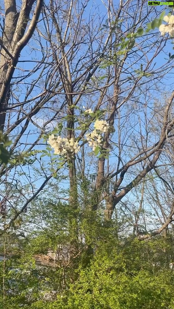 Alexis Nikole Nelson Instagram - BLACK LOCUST FLOWERS ft. MY MOM 💕✨ We took a quick jaunt down to ATL to see my sister perform, so you KNOW I had to take advantage of how far ahead they are, plantwise!! Black locust and wisteria ERRYWHERE! (Also POLLEN EVERYWHERE 🤧) I think it’s amazing how this tree from my neck of the woods has become recognized globally. But with flowers that look, smell, and taste like that… it makes sense!! MIND THE THORNS, SWEET BEANS 💕✨ Lawrenceville, Georgia