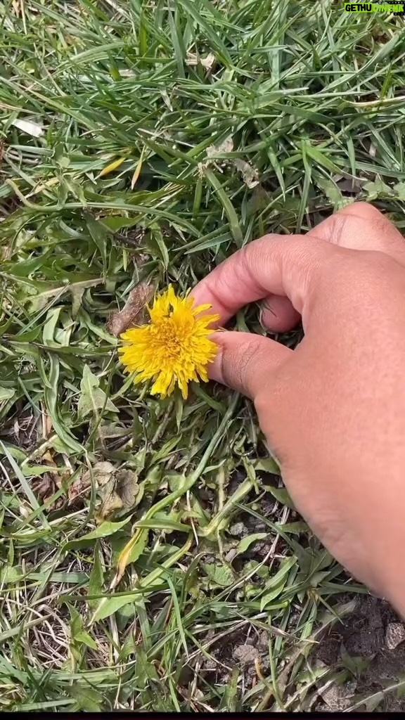 Alexis Nikole Nelson Instagram - Dandelion fritters (ft. PushPop) A springtime fave!! 🌼