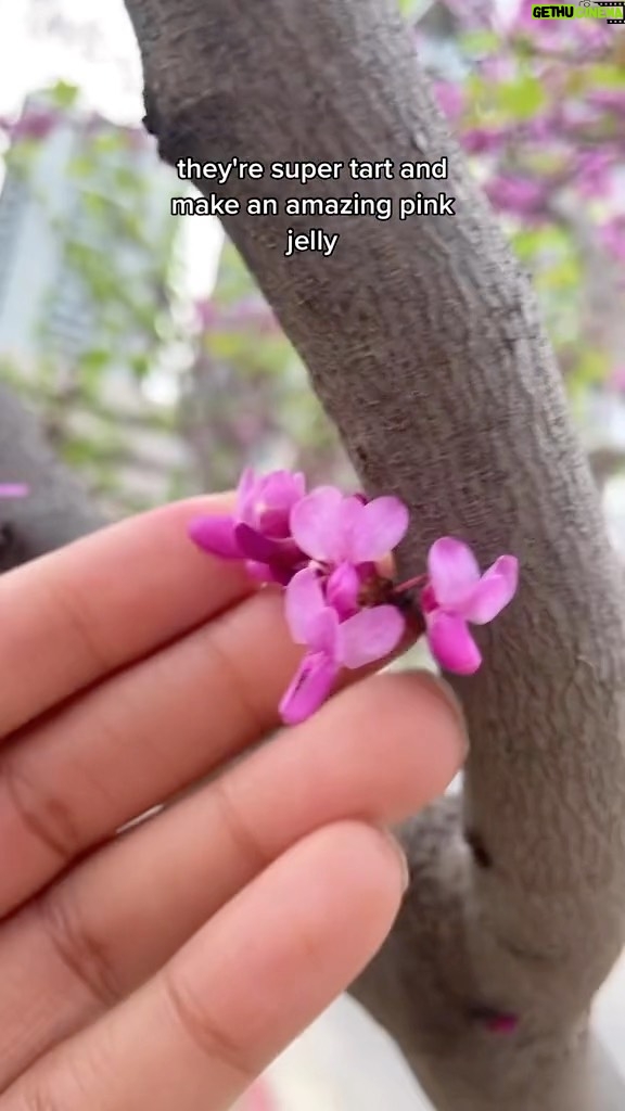 Alexis Nikole Nelson Instagram - I LOVE!! REDBUDS!! šāØ (this is what Iām up to in between @sxsw sessions š
š¤£)