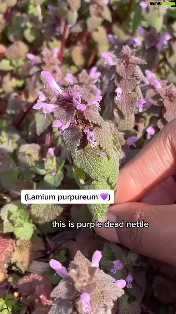 Alexis Nikole Nelson Instagram - PURPLE DEAD NETTLE 💜 “dead” as opposed to “live” ie STINGING nettle 😆 packing a punch of vitamins A and C and Iron and fiber all wrapped up in a cute lil package! I know it’s texture and flavor isn’t many people’s fave, but cooking it makes a BIG OL difference ✨💕🌱