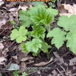 Alexis Nikole Nelson Instagram - Fast and easy panbread ft Cow Parsnip (Heracleum maximum!) @mallorylodonnell always does such a great job talking about Pushki (one of Cow Parsnips many names!) and is really who I credit with showing me how versatile this plant can beeeee! It’s a close relative of Golpar, but we’ll talk more about that when the seeds are in season in a few months 💖 Columbus, Ohio