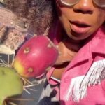 Alexis Nikole Nelson Instagram - GATHERING PRICKLY PEARS/TUNAS 🌵💕