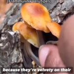Alexis Nikole Nelson Instagram – Enoki vs Deadly Galerina!!