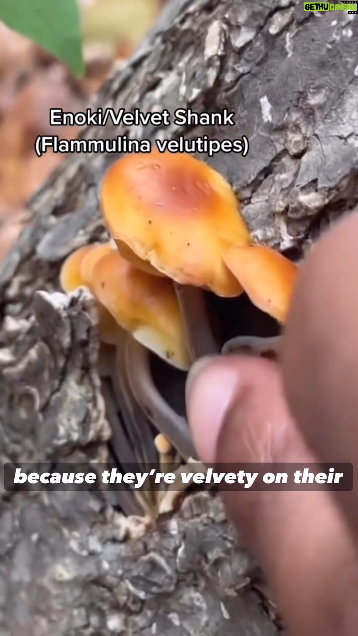 Alexis Nikole Nelson Instagram - Enoki vs Deadly Galerina!!