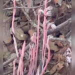 Alexis Nikole Nelson Instagram – Ghost Pipe (Monotropa uniflora) and its cousin PineSap are ✨heterotrophs✨ meaning they need to form relationships with fungi and trees to survive!
This is why they can’t be grown at home, and why disrupting them in their habitat can be detrimental to their numbers!!
Also the tincture is NO JOKE, so as lovely and tempting as the purple is, dont go making it just for funsies! Ghost pipes are so special to come across, and honestly i was so happy just to see them and take their pictures for THIRTY YEARS of my life
before i felt called to harvest any, and even then i took so very little (and only aerial parts, because i would never wanna disturb the careful labyrinth of roots and mycelium that they had to build)
and yet this lil bottle will likely last me and my loved ones decades, should we need.