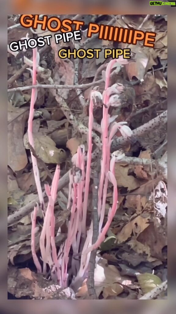 Alexis Nikole Nelson Instagram - Ghost Pipe (Monotropa uniflora) and its cousin PineSap are ✨heterotrophs✨ meaning they need to form relationships with fungi and trees to survive! This is why they can’t be grown at home, and why disrupting them in their habitat can be detrimental to their numbers!! Also the tincture is NO JOKE, so as lovely and tempting as the purple is, dont go making it just for funsies! Ghost pipes are so special to come across, and honestly i was so happy just to see them and take their pictures for THIRTY YEARS of my life before i felt called to harvest any, and even then i took so very little (and only aerial parts, because i would never wanna disturb the careful labyrinth of roots and mycelium that they had to build) and yet this lil bottle will likely last me and my loved ones decades, should we need.