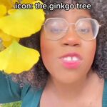 Alexis Nikole Nelson Instagram – GINKGO PARTY 🎉 Columbus, Ohio