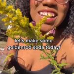 Alexis Nikole Nelson Instagram – Goldenrod soda time!!! A nice, light botanical ferment for when you want something that screams AUTUMN but want a lil break from cider! 🤣