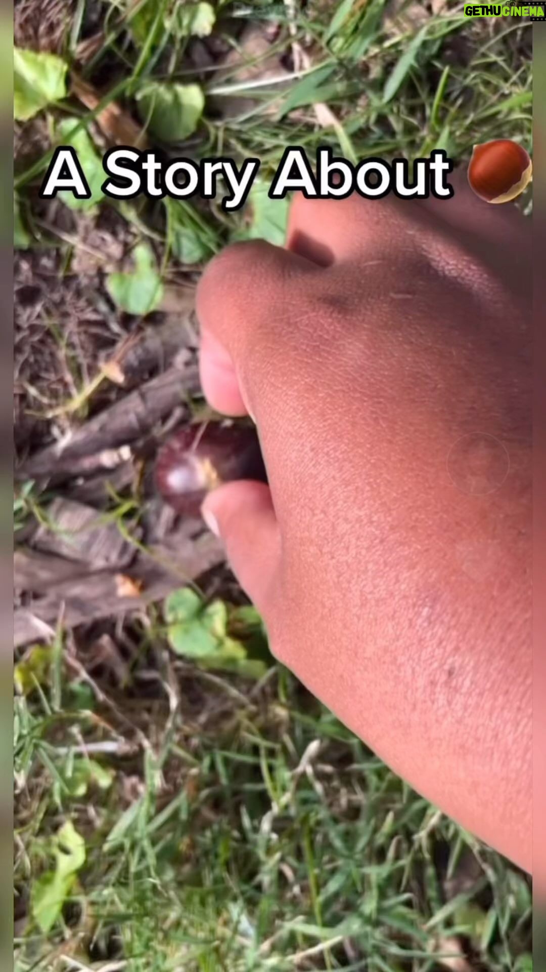 Alexis Nikole Nelson Instagram - oKAY LETS TRY THIS AGAIN 🤣 PLS DONT CONFUSE THESE WITH HORSE CHESTNUTS/BUCKEYES/CONKERS!!! … anyway 😅 Who knew a story about trees could be filled with so much drama, heartbreak, disaster… and then hope? I could go on about the american chestnut 5ever if given the chance, but i’ll try and keep it short here!! Also i got to see the stump of an old american chestnut at the earthworks and teared up like a dummy 🥹 i know it provided for so many during its life, despite it being cut short. thank you Valerie for telling me to visit!!